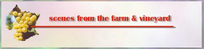 Scenes from the farm and vineyard